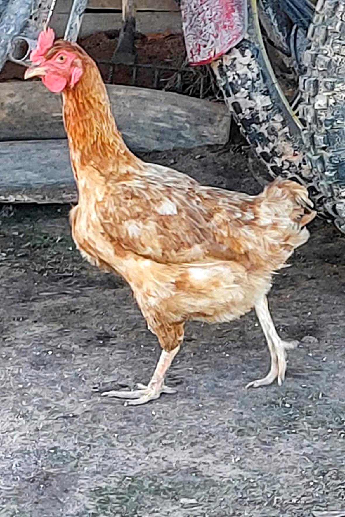 WhatsApp Image 2025-04-03 at 7.34.59 PM copia.jpg